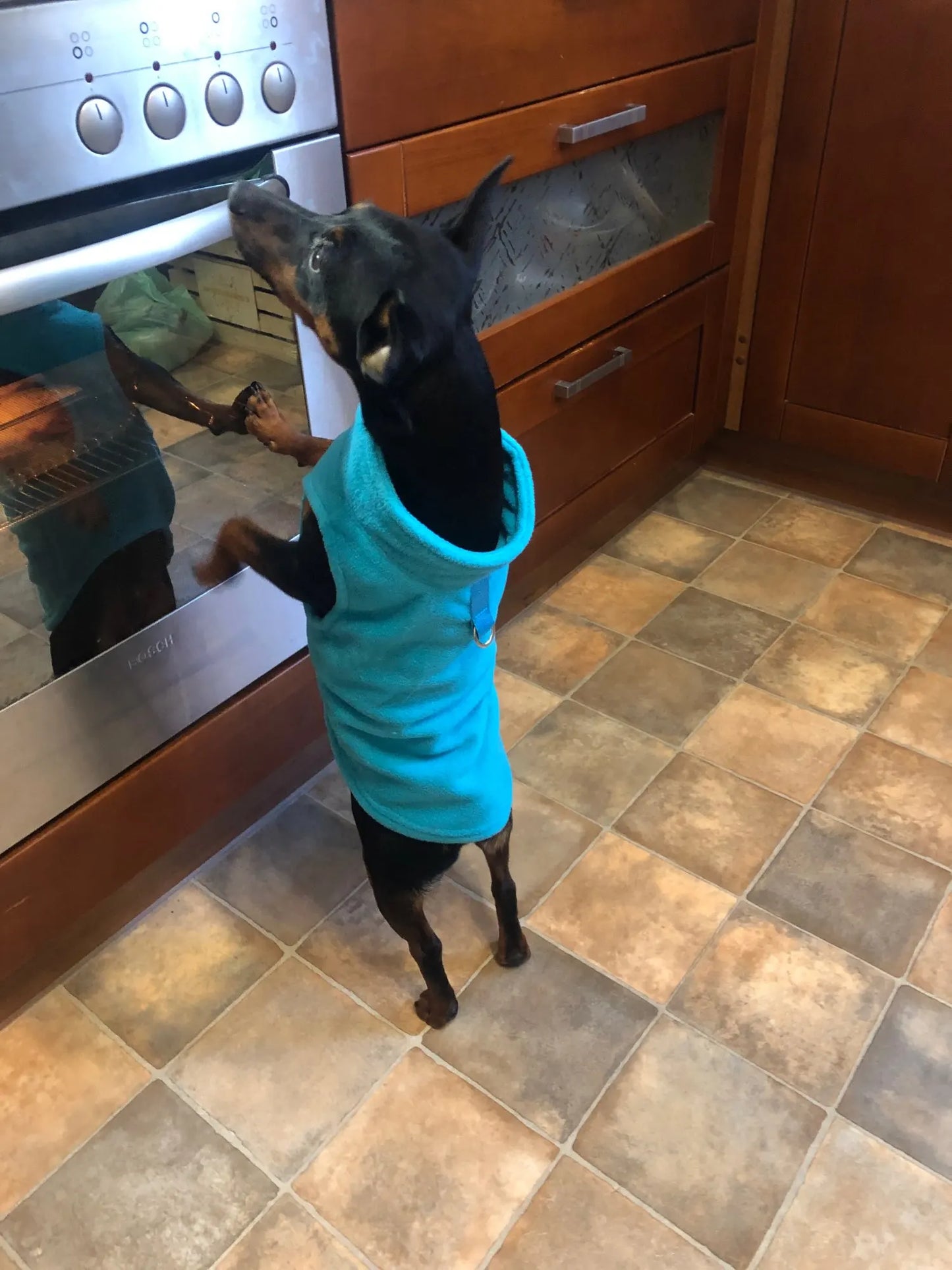 Roupas de inverno quentes de lã para cães, jaqueta macia para animais de estimação, colete com argola em D para filhotes pequenos, casaco para gatos, chihuahua, buldogue francês, fantasia de pug