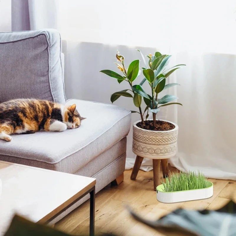 Caixa de grama hidropônica para gatos, petiscos para gatos, erva de gato, plantio hidropônico sem solo, conjunto de vasos para grama de gato para fácil crescimento