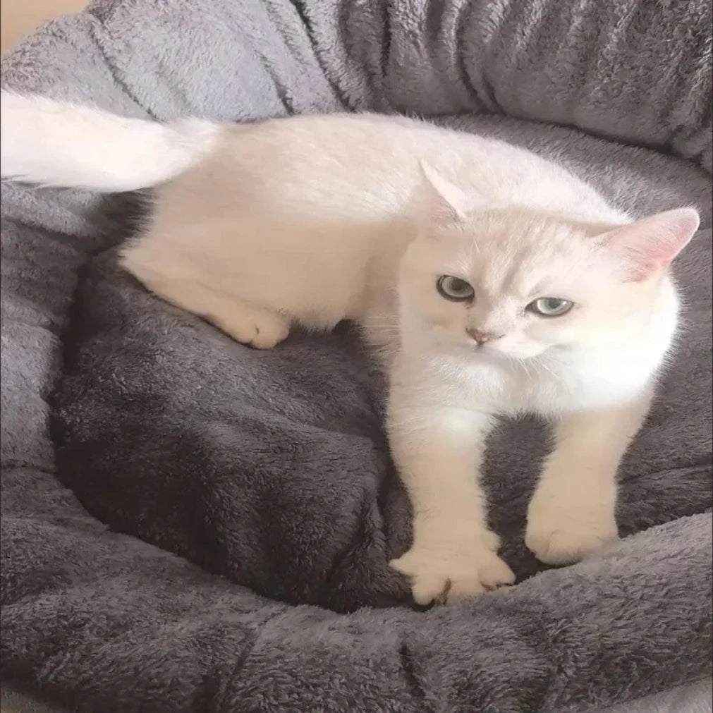 Cama macia e quente para cães, cesta para animais de estimação, casa para gatos, sofá para cães de médio e grande porte, almofada para cama de cachorro, casa para animais de estimação, acessórios e suprimentos 2025novo