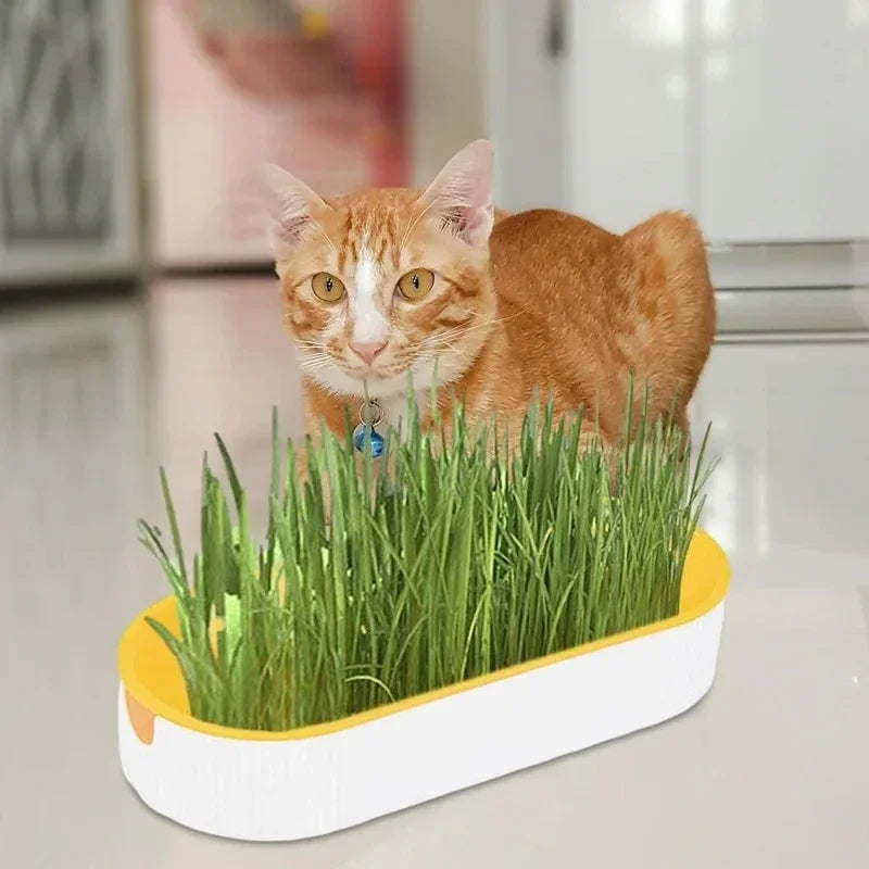 Caixa de grama hidropônica para gatos, petiscos para gatos, erva de gato, plantio hidropônico sem solo, conjunto de vasos para grama de gato para fácil crescimento