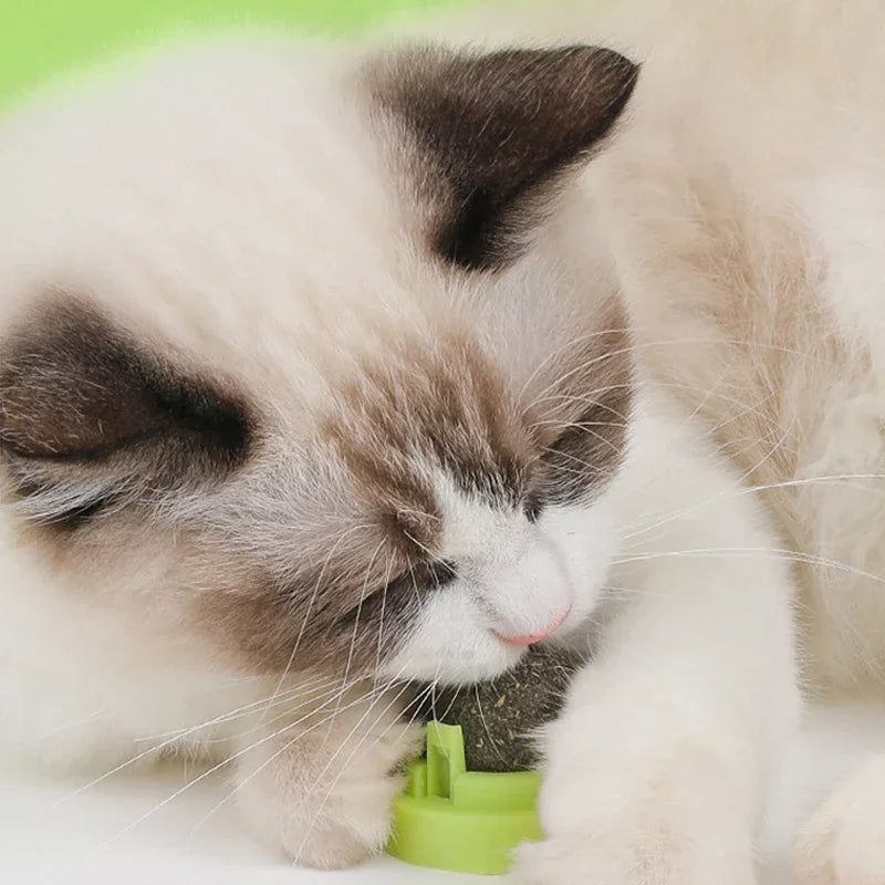 Brinquedo adesivo de parede para gatos Catnip, bola arranhadora, petiscos saudáveis e naturais, remove bolas para promover a digestão, petisco de grama para gatos
