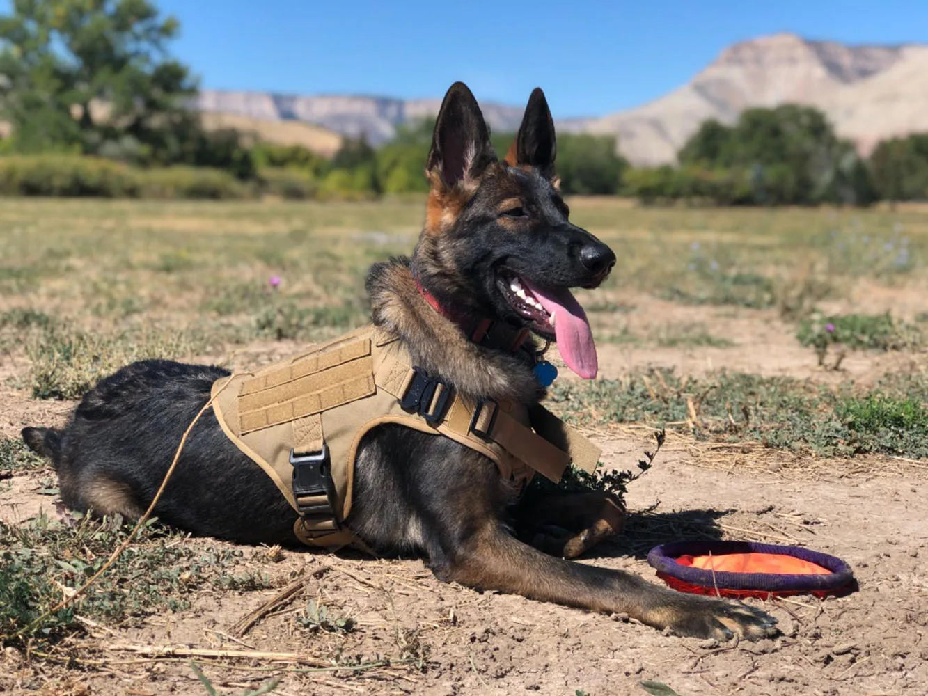 Coleira grande para cachorro, peitoral militar para cachorro, coleira Molle, bolsas, colete de treinamento para animais de estimação, peitorais táticos para pastor alemão, acessórios para cães