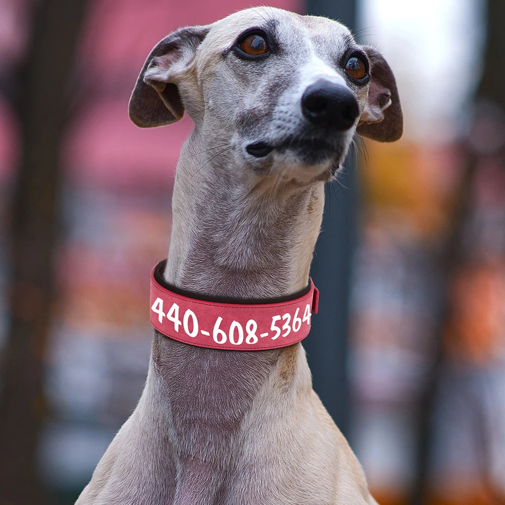 Coleira de couro personalizada para cães, coleira de identificação larga e acolchoada personalizada, nome e número impressos gratuitamente para cães de médio e grande porte, como Greyhound