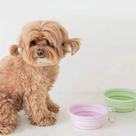 Tigela de macaron para animais de estimação 350ml TPE com padrão de desenho animado, tigela de alimentação para filhotes dobrável com furos para pendurar, tigela portátil para animais de estimação para cães e gatos