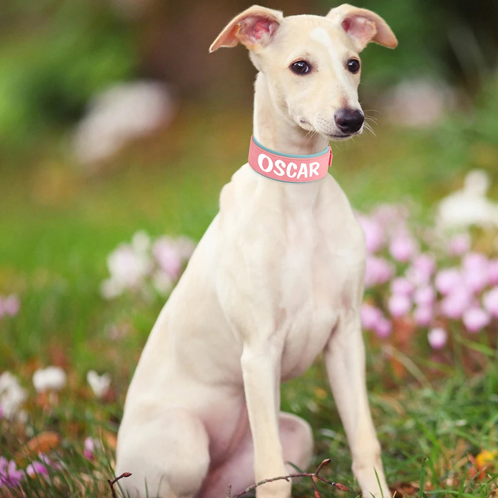 Coleira de couro personalizada para cães, coleira de identificação larga e acolchoada personalizada, nome e número impressos gratuitamente para cães de médio e grande porte, como Greyhound