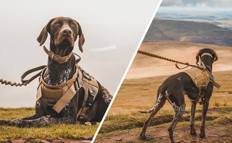 Colete militar tático para animais de estimação, pastor alemão, golden retriever, conjunto de arreios e guia para cães de todas as raças