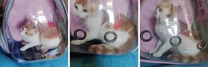 Bolsa de viagem transparente para gatos, mochila portátil para gatos, filhotes, bolsa respirável para levar suprimentos para animais de estimação