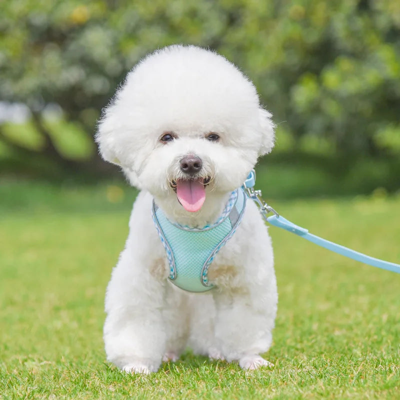 Outdoor Walking Pincher Dog Harness and Leash Set for Small Medium Dogs Chihuahua mascotas Vest Harnesses Pomerian Accessories