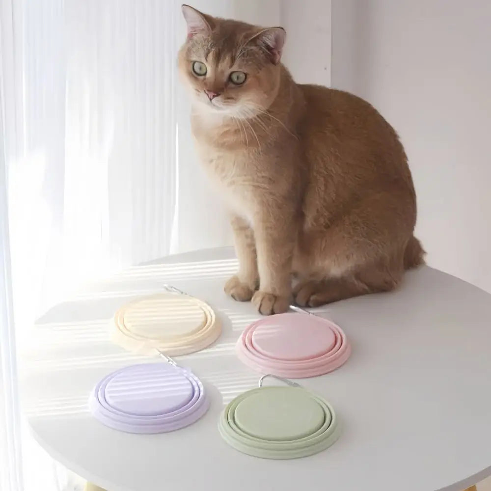 Tigela de macaron para animais de estimação 350ml TPE com padrão de desenho animado, tigela de alimentação para filhotes dobrável com furos para pendurar, tigela portátil para animais de estimação para cães e gatos