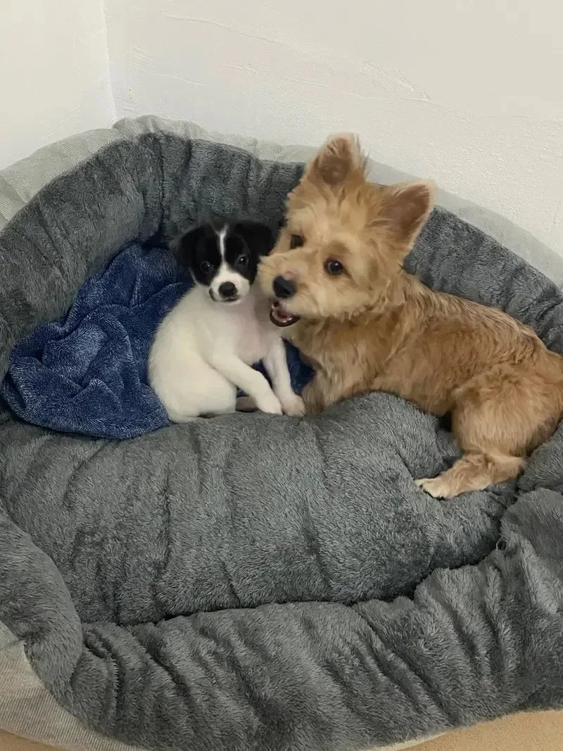 Cama macia e quente para cães, cesta para animais de estimação, casa para gatos, sofá para cães de médio e grande porte, almofada para cama de cachorro, casa para animais de estimação, acessórios e suprimentos 2025novo