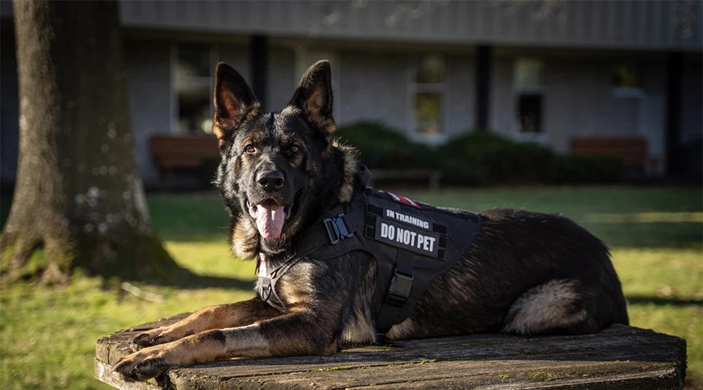 4 fivelas de metal para cães, colete refletivo tático militar para treinamento de animais de estimação, arreios sólidos com alça para cães grandes