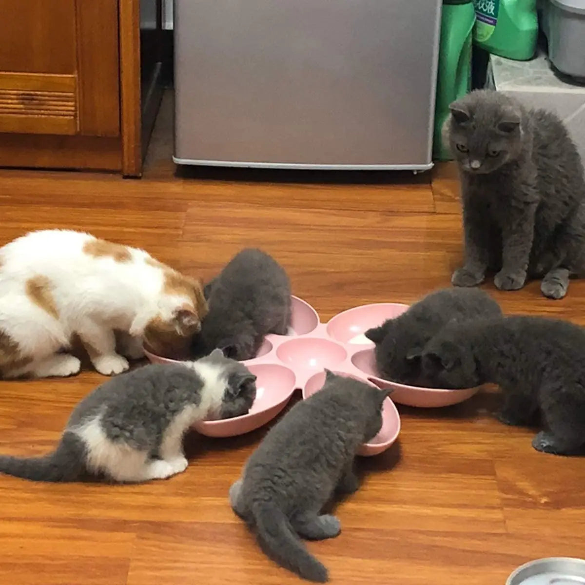 Tigela para animais de estimação em formato de flor com 6 tigelas conectadas para cães e gatos pequenos, tigela de água, tigelas de alimentação para filhotes, alimentador para alimentação lenta