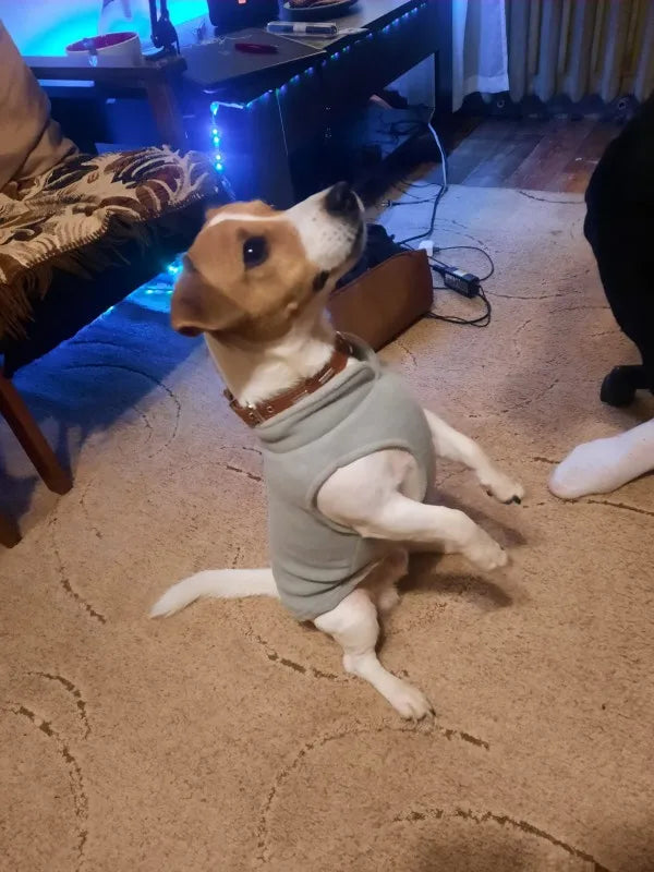 Roupas de inverno quentes de lã para cães, jaqueta macia para animais de estimação, colete com argola em D para filhotes pequenos, casaco para gatos, chihuahua, buldogue francês, fantasia de pug